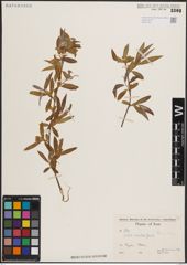 Foto von Salix excelsa S. G. Gmel.